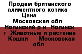 Продам британского алиментного котика › Цена ­ 3 000 - Московская обл., Ногинский р-н, Ногинск г. Животные и растения » Кошки   . Московская обл.